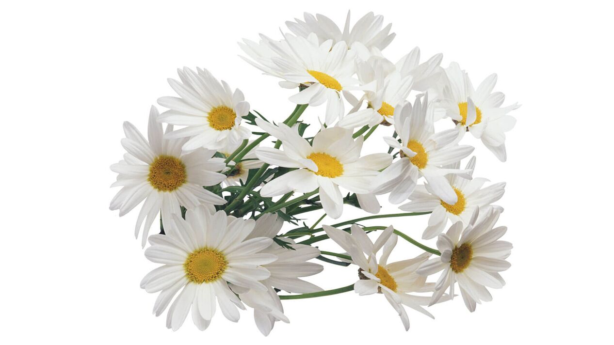 Mușețel în Funget