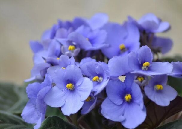 Violet