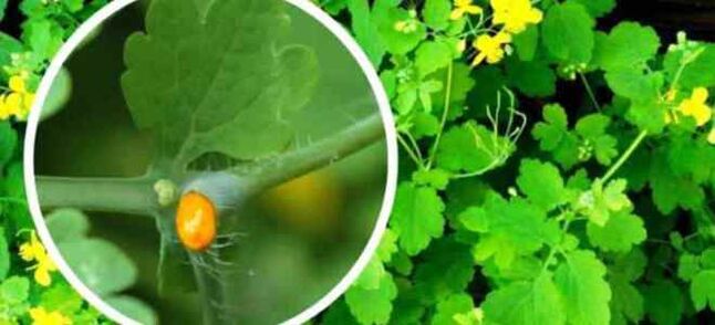 Celandină pentru tratamentul ciupercii de unghii