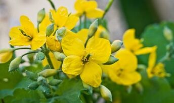 Metode populare de tratare a ciupercii picioarelor