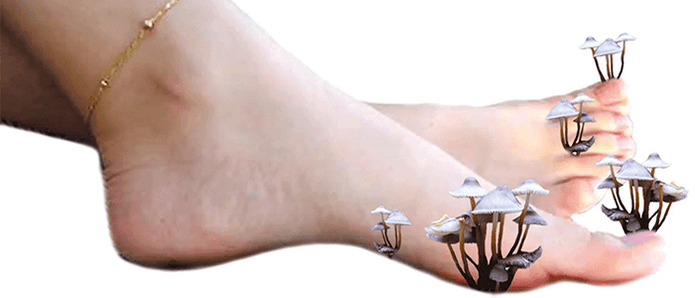 ciuperca pe picioare